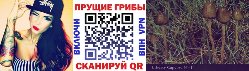 Галлюциногенные грибы Psilocybe купить Кстово